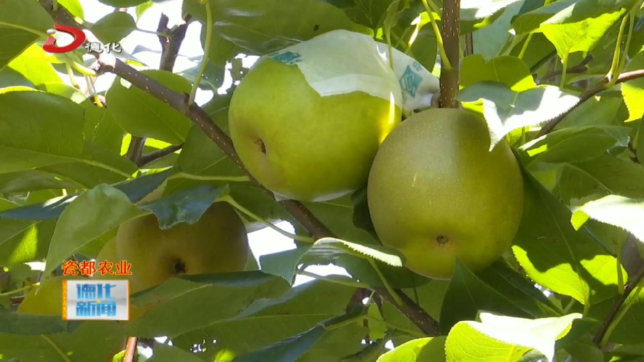 上涌德化梨上市这个夏天梨不开你